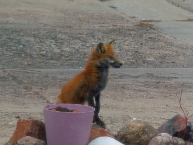 Foxes in our neighborhood of Denver